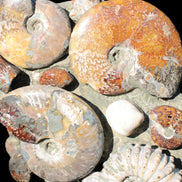 Ammonite museum piece 6.34kg Rocks and Things
