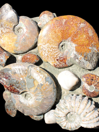 Ammonite museum piece 6.34kg Rocks and Things