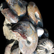 Ammonite museum piece 6.34kg Rocks and Things