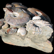 Ammonite museum piece 6.34kg Rocks and Things