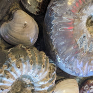 Ammonite museum piece 6.34kg Rocks and Things