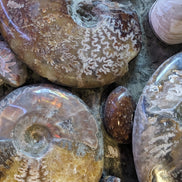 Ammonite museum piece 6.34kg Rocks and Things