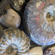 Ammonite museum piece 6.34kg Rocks and Things