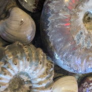 Ammonite museum piece 6.34kg Rocks and Things