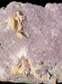 Purple Fluoritewith Calcite angel wings cluster 128g Rocks and Things