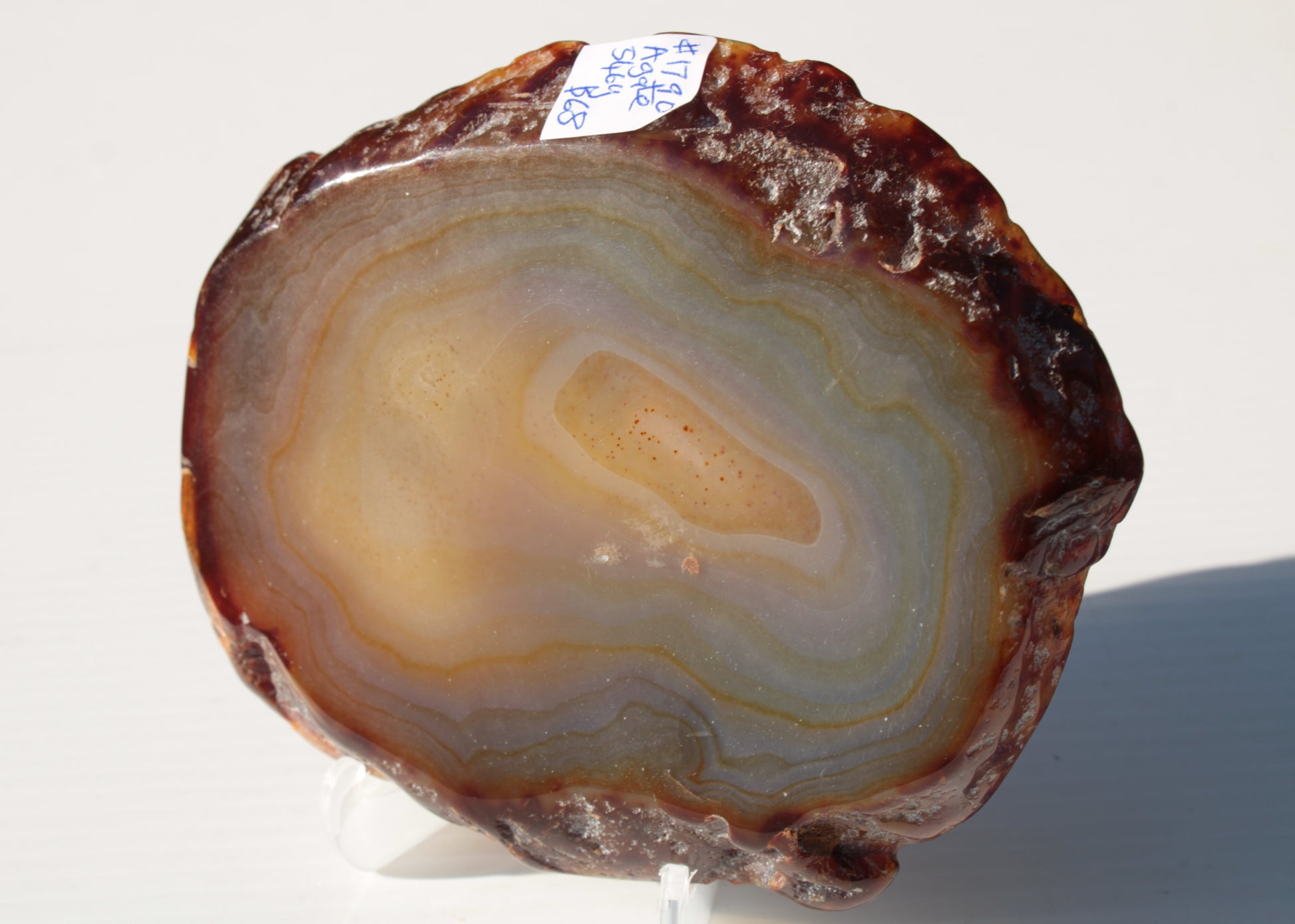 Agate geode slice 546g Rocks and Things