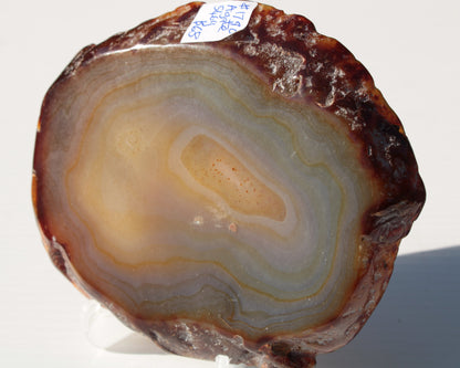 Agate geode slice 546g Rocks and Things