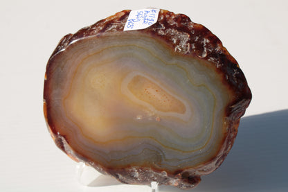 Agate geode slice 546g Rocks and Things