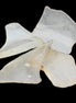Clear river Glass finds from Reedy Creek, Eldorado, Victoria 4 pieces  - Rocks and Things Store