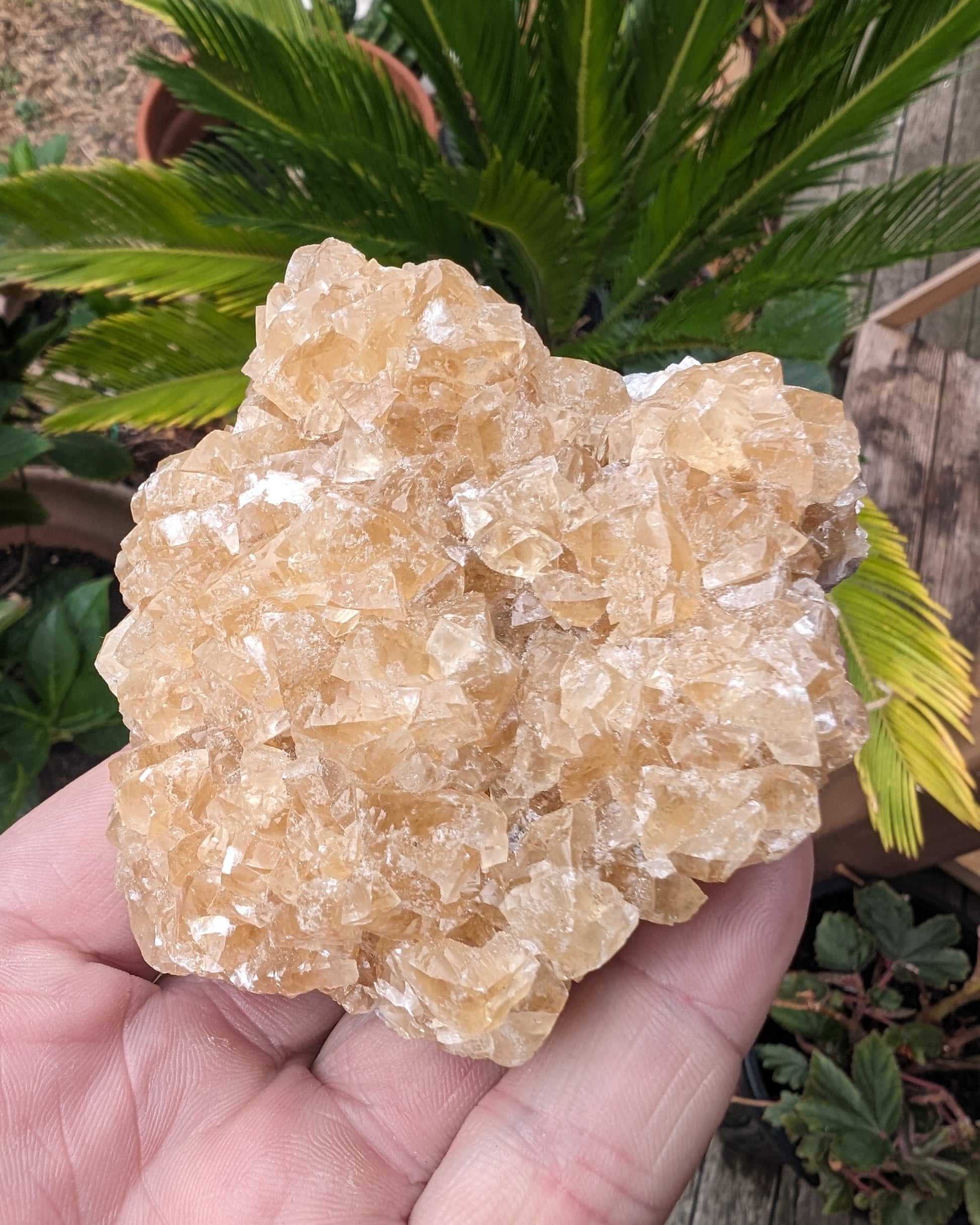 Golden Yellow cubic Calcite cluster UV reactive 312g Rocks and Things