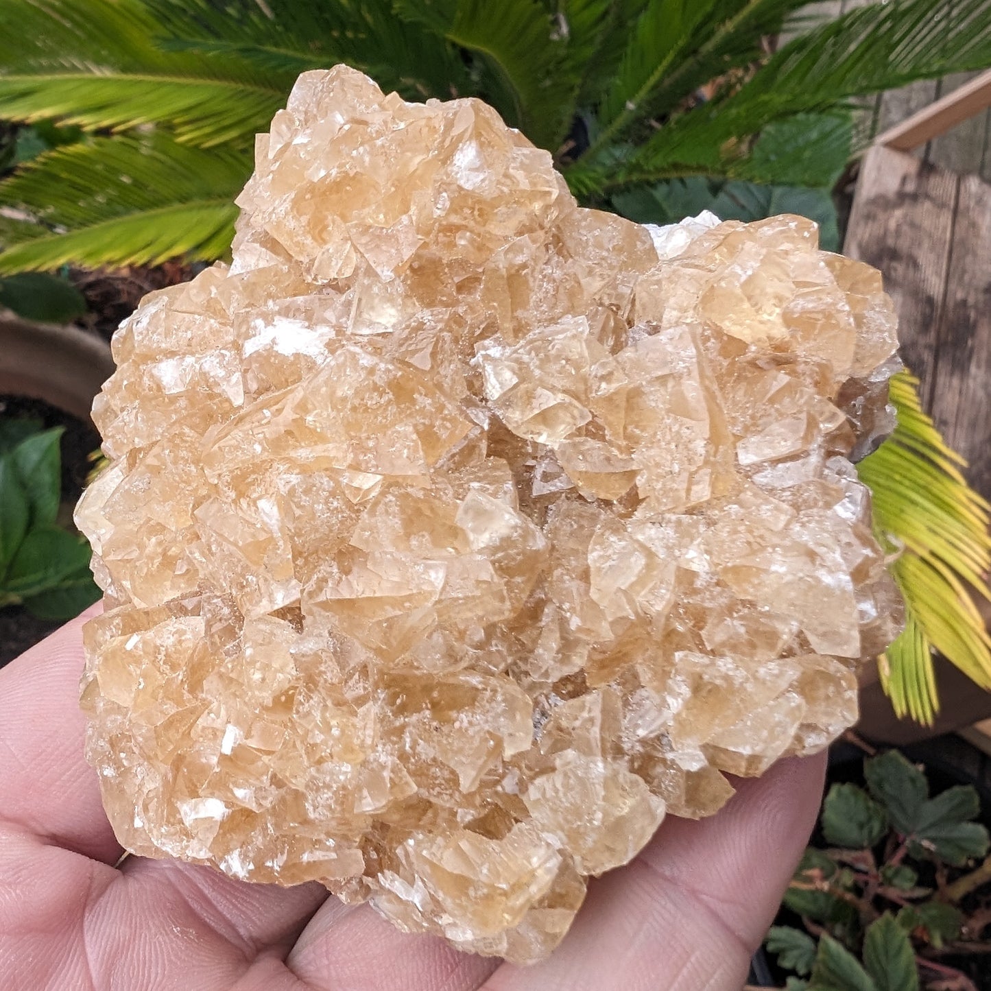 Golden Yellow cubic Calcite cluster UV reactive 312g Rocks and Things