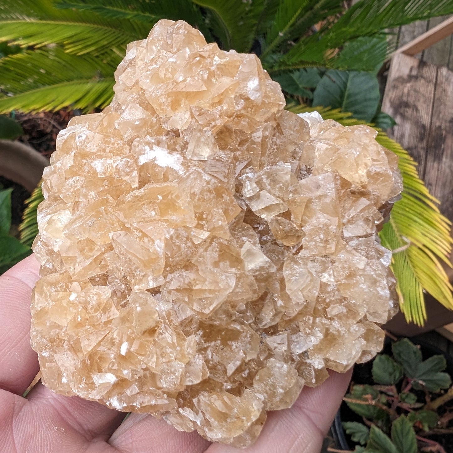 Golden Yellow cubic Calcite cluster UV reactive 312g Rocks and Things