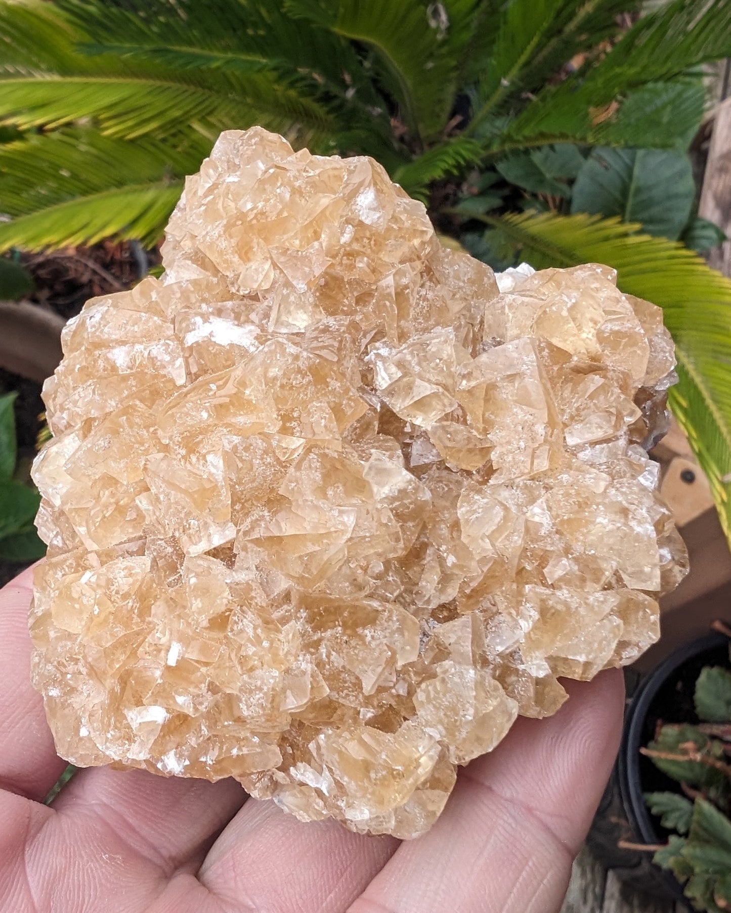 Golden Yellow cubic Calcite cluster UV reactive 312g Rocks and Things