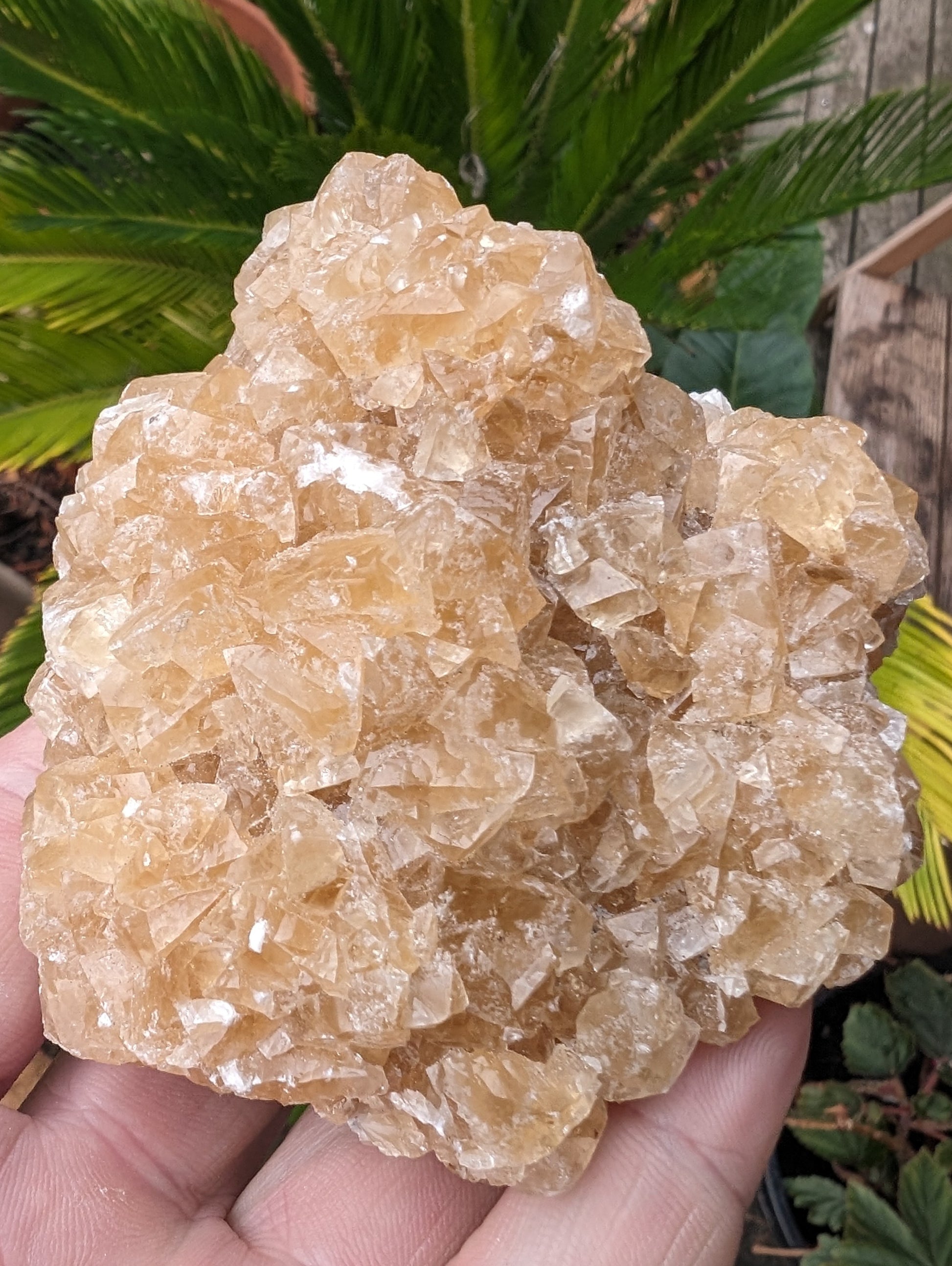 Golden Yellow cubic Calcite cluster UV reactive 312g Rocks and Things