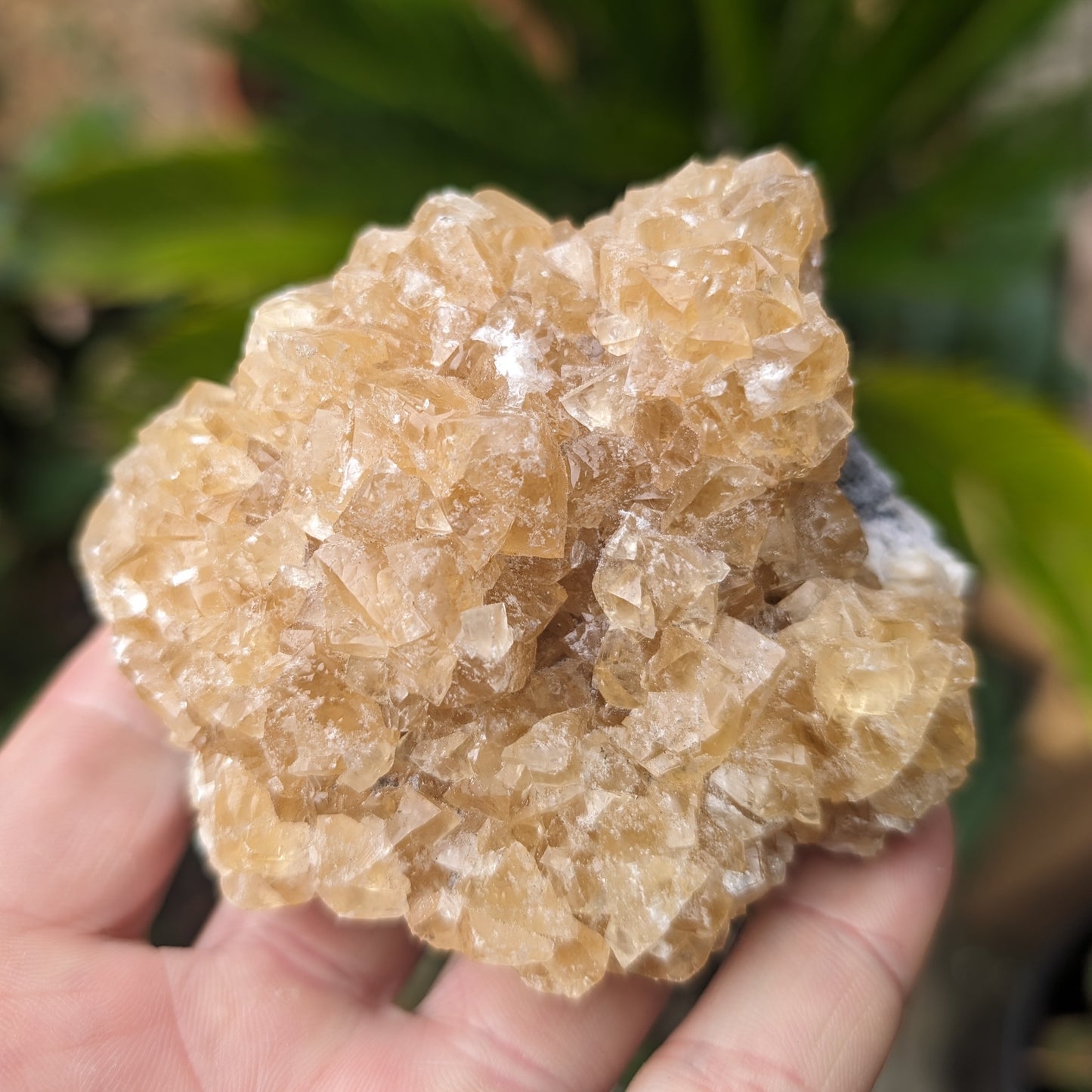 Golden Yellow cubic Calcite cluster UV reactive 312g Rocks and Things