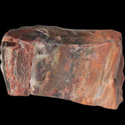 Petrified Wood from Xinjiang, China 224g in sunlight - Rocks and Things Store