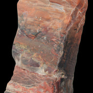 Petrified Wood from Xinjiang, China 224g in sunlight - Rocks and Things Store