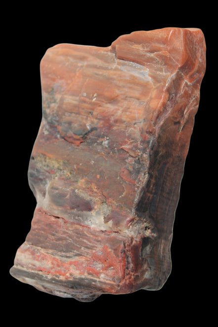 Petrified Wood from Xinjiang, China 224g in sunlight - Rocks and Things Store