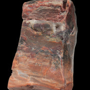 Petrified Wood from Xinjiang, China 224g in sunlight - Rocks and Things Store