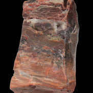 Petrified Wood from Xinjiang, China 224g in sunlight - Rocks and Things Store