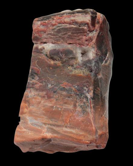 Petrified Wood from Xinjiang, China 224g in sunlight - Rocks and Things Store