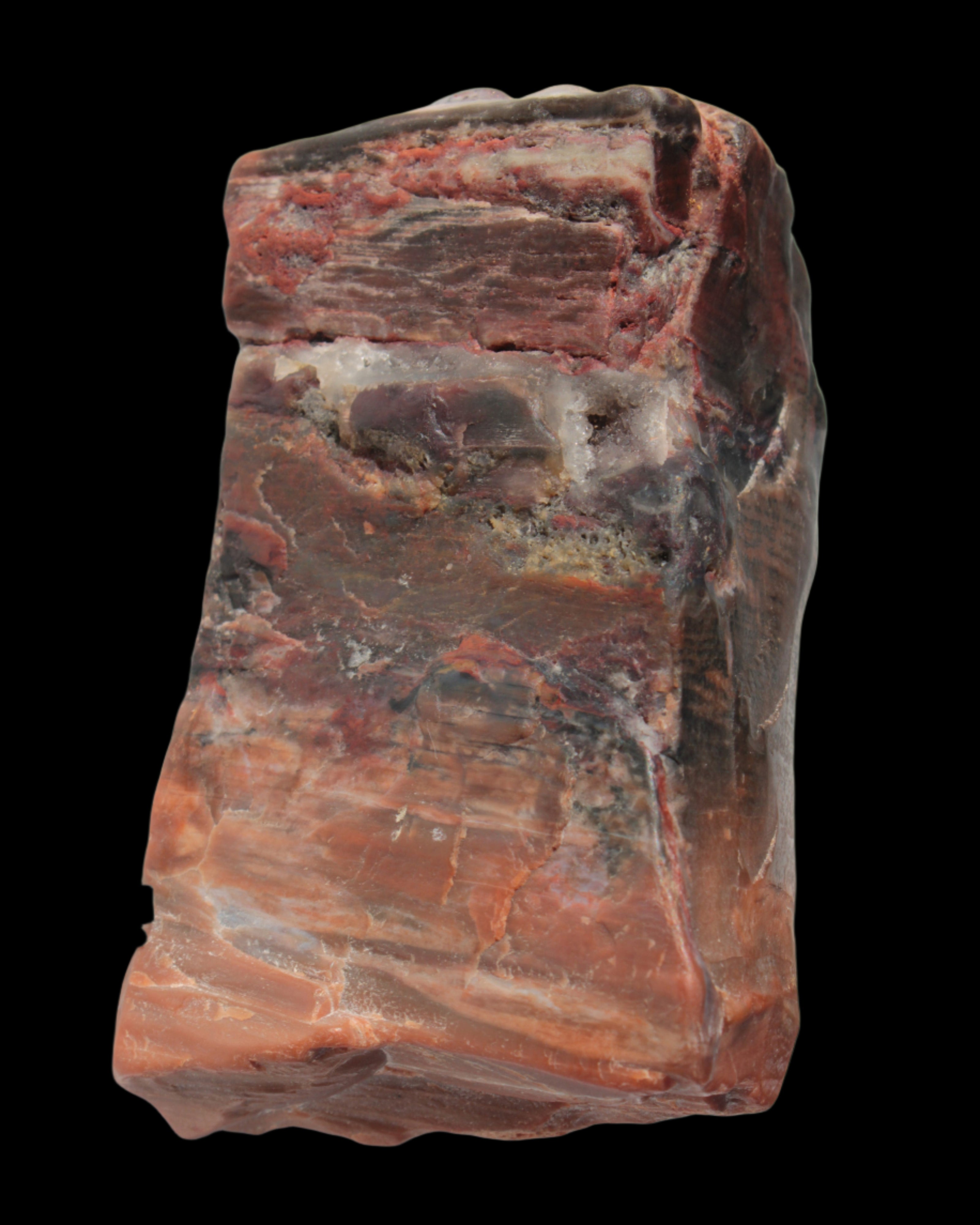 Petrified Wood from Xinjiang, China 224g in sunlight - Rocks and Things Store