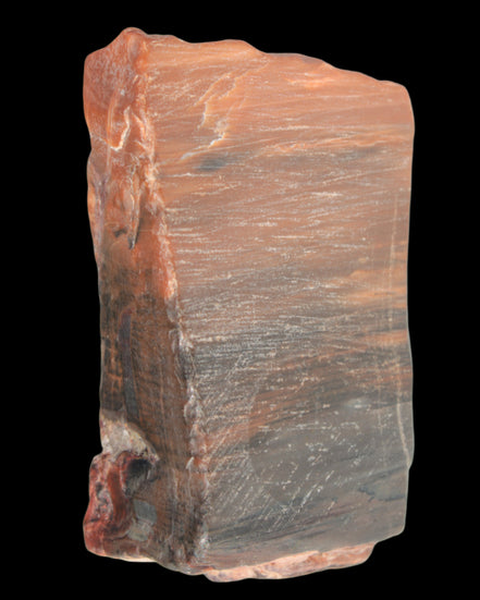 Petrified Wood from Xinjiang, China 224g in sunlight - Rocks and Things Store