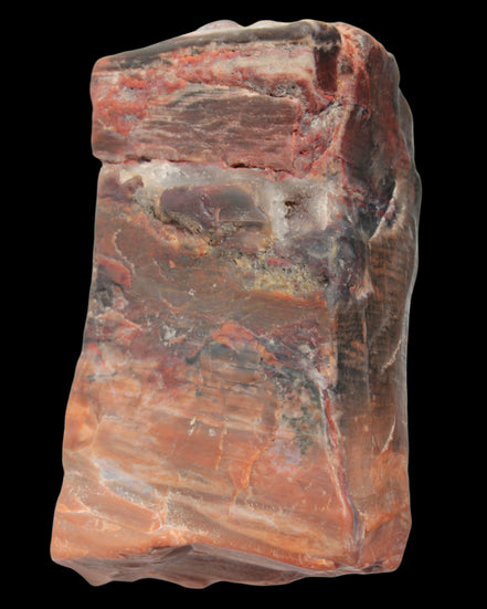 Petrified Wood from Xinjiang, China 224g in sunlight - Rocks and Things Store