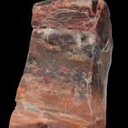 Petrified Wood from Xinjiang, China 224g in sunlight - Rocks and Things Store