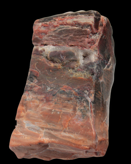 Petrified Wood from Xinjiang, China 224g in sunlight - Rocks and Things Store