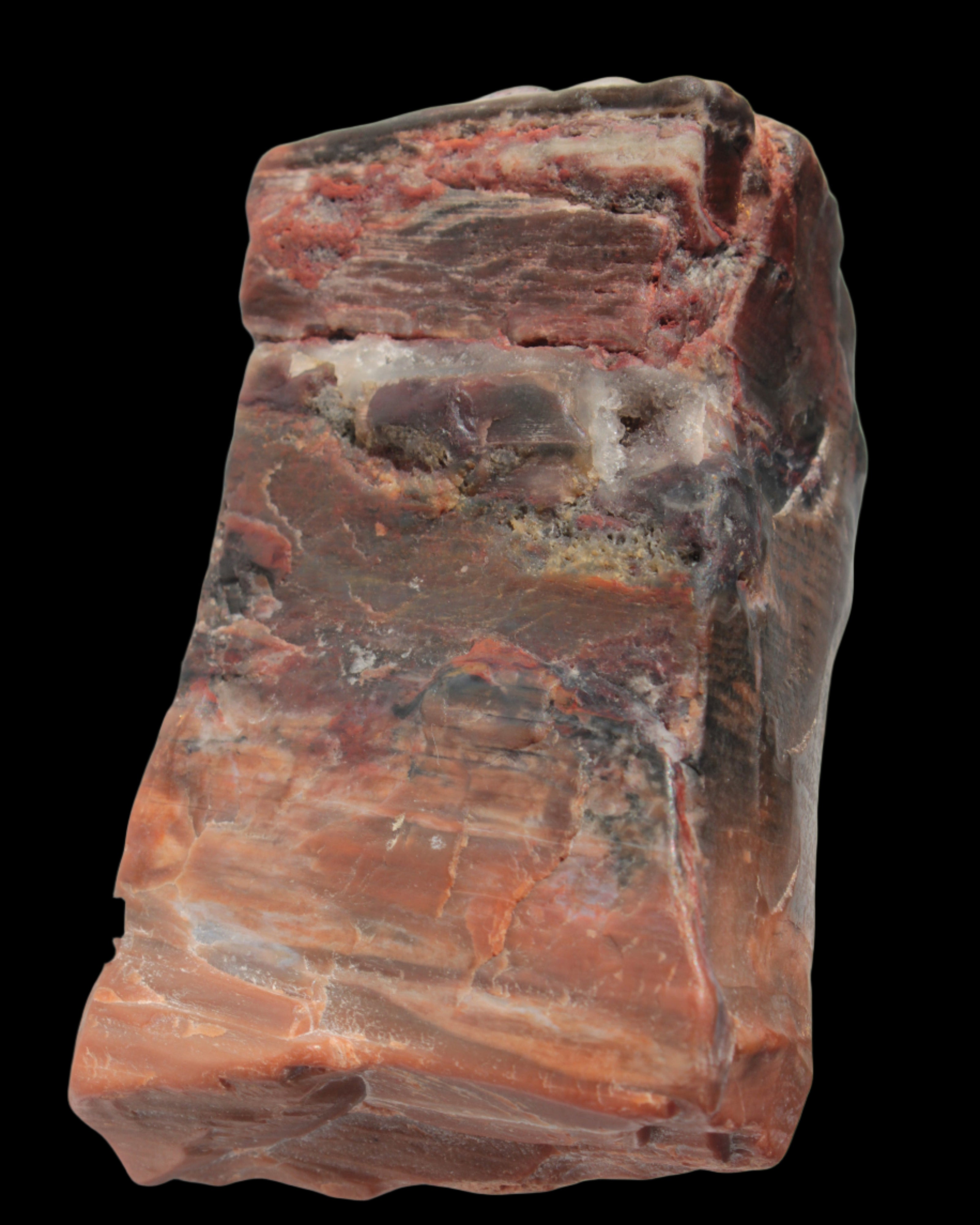 Petrified Wood from Xinjiang, China 224g in sunlight - Rocks and Things Store