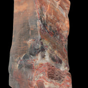 Petrified Wood from Xinjiang, China 224g in sunlight - Rocks and Things Store