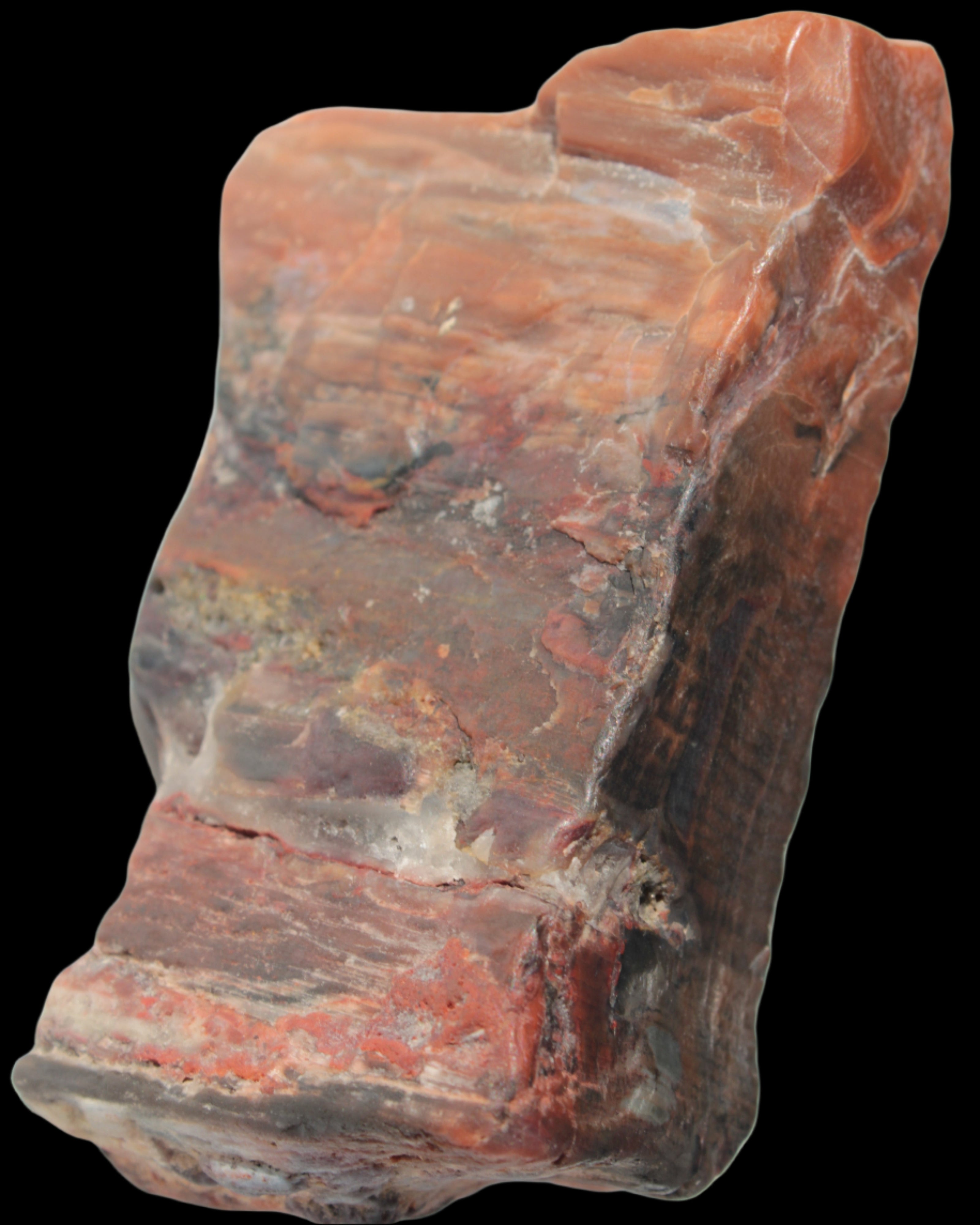 Petrified Wood from Xinjiang, China 224g in sunlight - Rocks and Things Store