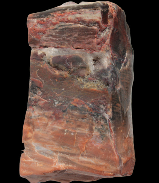 Petrified Wood from Xinjiang, China 224g in sunlight - Rocks and Things Store