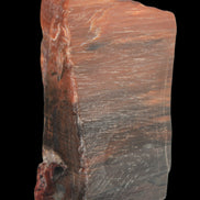 Petrified Wood from Xinjiang, China 224g in sunlight - Rocks and Things Store