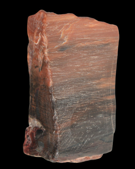 Petrified Wood from Xinjiang, China 224g in sunlight - Rocks and Things Store