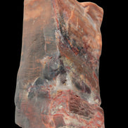 Petrified Wood from Xinjiang, China 224g in sunlight - Rocks and Things Store
