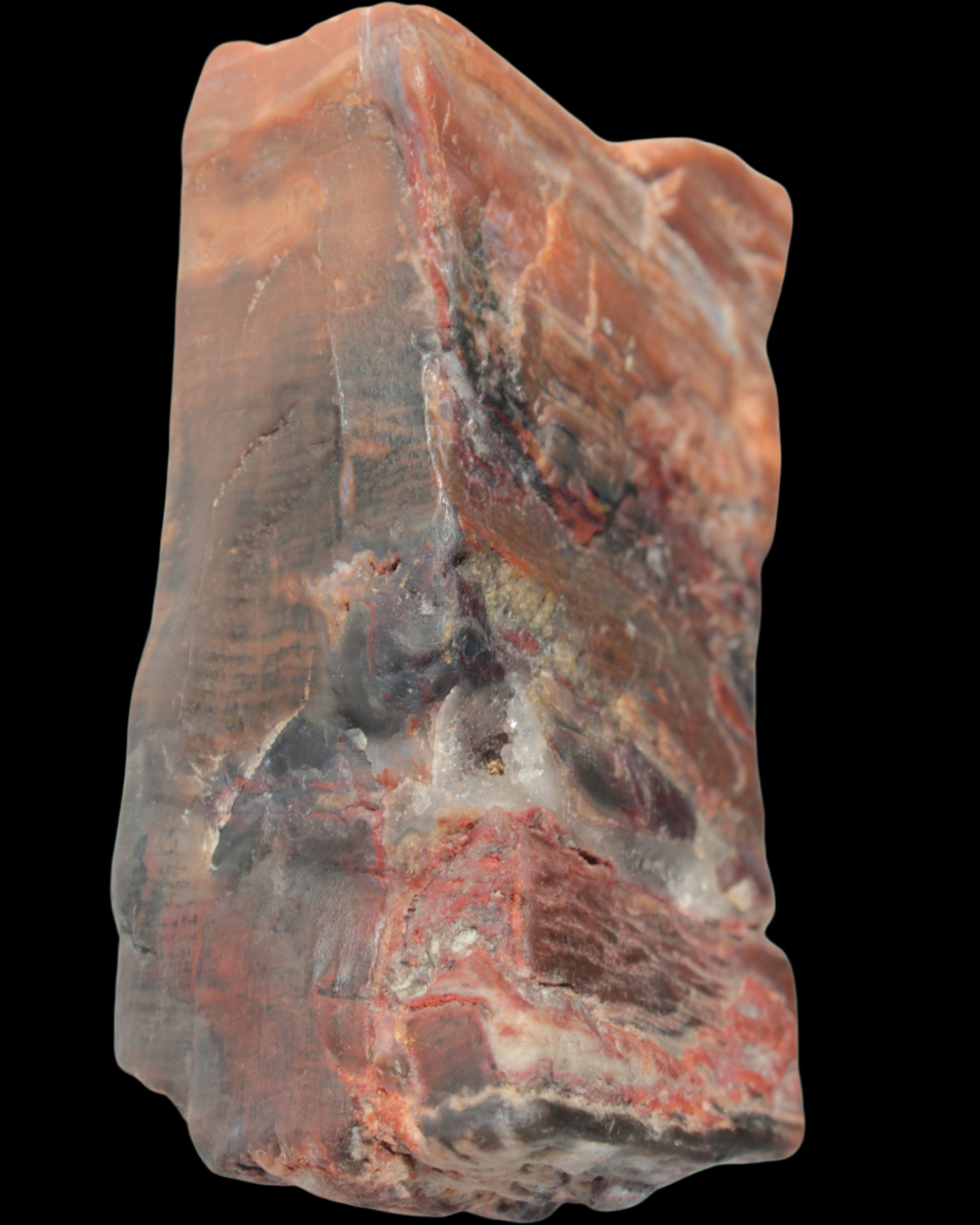 Petrified Wood from Xinjiang, China 224g in sunlight - Rocks and Things Store