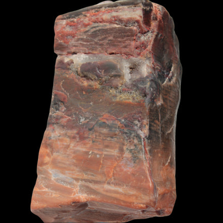 Petrified Wood from Xinjiang, China 224g in sunlight - Rocks and Things Store
