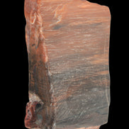 Petrified Wood from Xinjiang, China 224g in sunlight - Rocks and Things Store