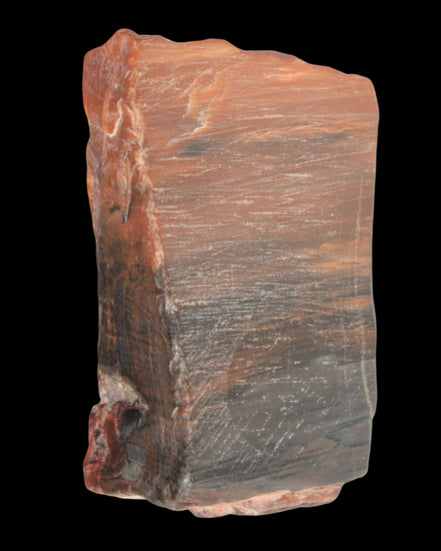 Petrified Wood from Xinjiang, China 224g in sunlight - Rocks and Things Store