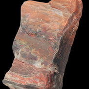 Petrified Wood from Xinjiang, China 224g in sunlight - Rocks and Things Store