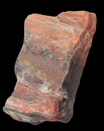 Petrified Wood from Xinjiang, China 224g in sunlight - Rocks and Things Store