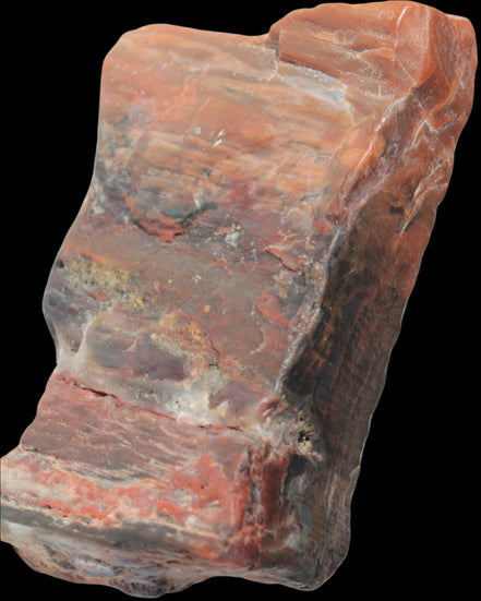 Petrified Wood from Xinjiang, China 224g in sunlight - Rocks and Things Store