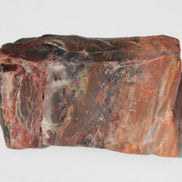 Petrified Wood from Xinjiang China 224g Rocks and Things