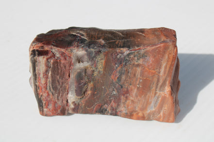 Petrified Wood from Xinjiang China 224g Rocks and Things