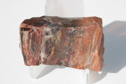 Petrified Wood from Xinjiang China 224g Rocks and Things