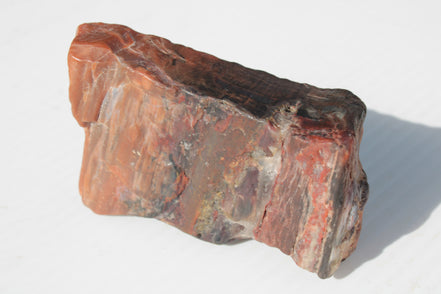 Petrified Wood from Xinjiang China 224g Rocks and Things