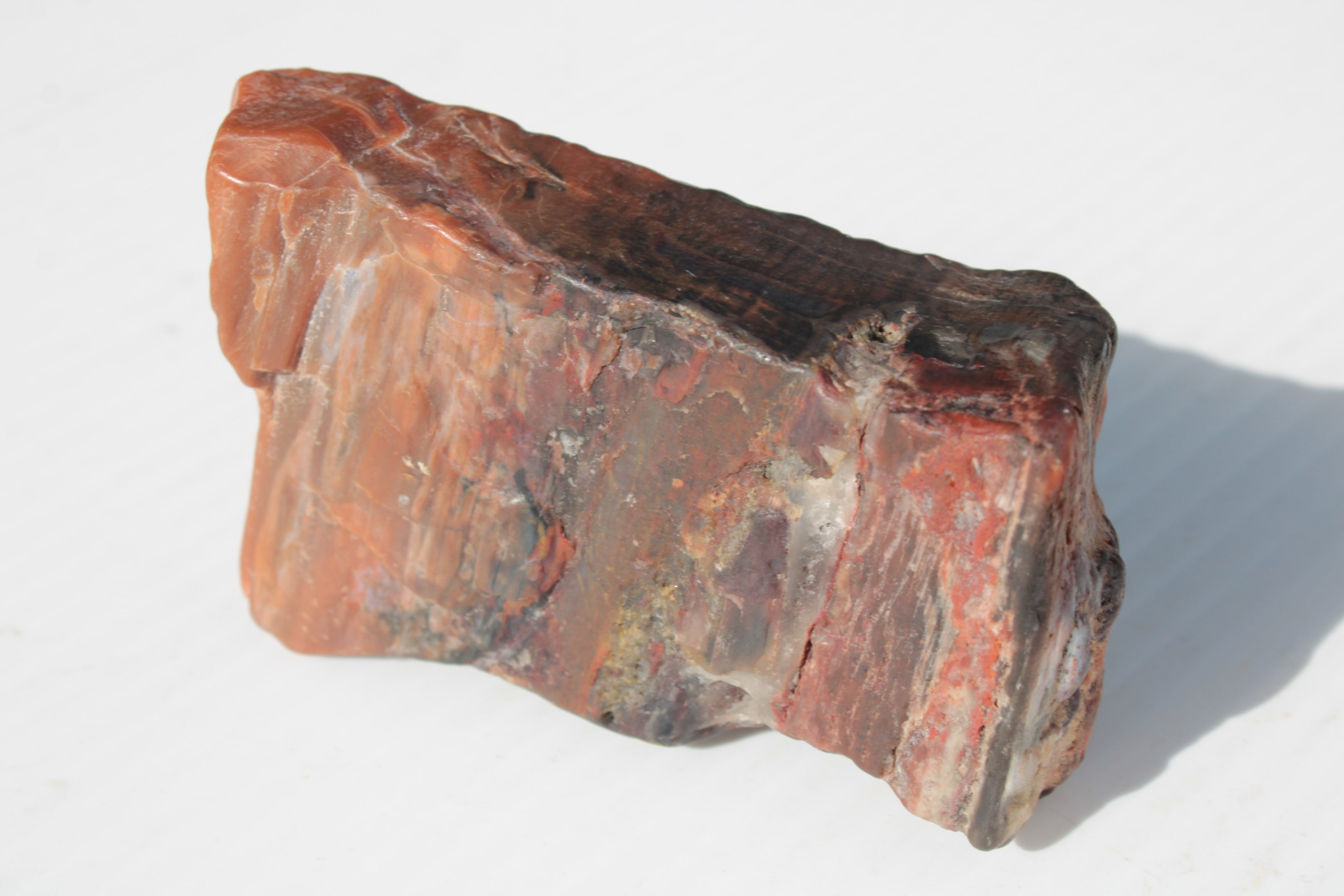 Petrified Wood from Xinjiang China 224g Rocks and Things