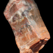 Petrified Wood from Xinjiang, China 224g in sunlight - Rocks and Things Store